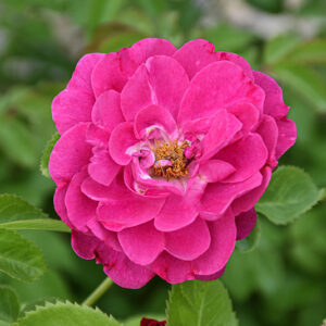 John Cabot Rose