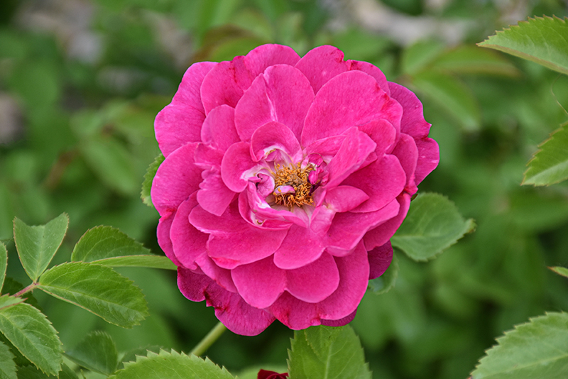 John Cabot Rose