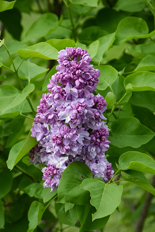 Katherine Havemeyer Fr Lilac