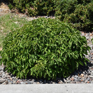 Kelsey Dwarf Dogwood