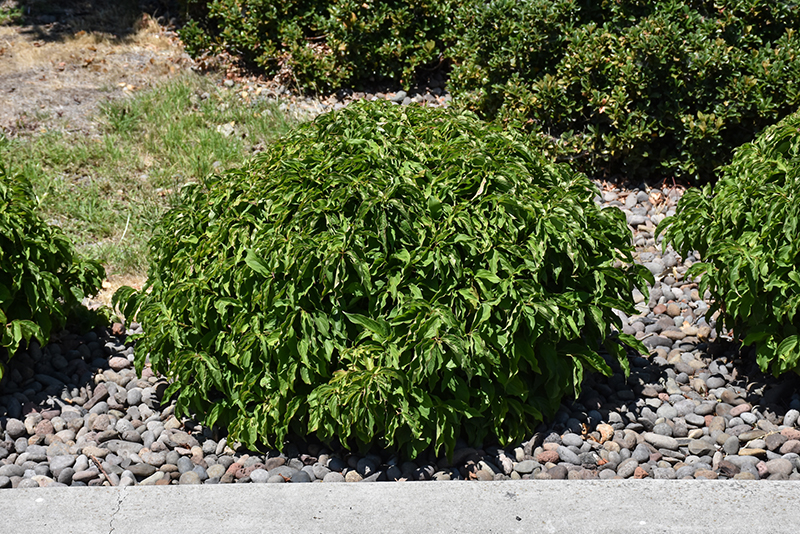 Kelsey Dwarf Dogwood