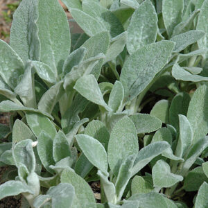 Lamb'S Ear