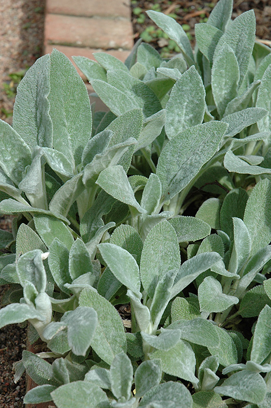 Lamb’S Ear