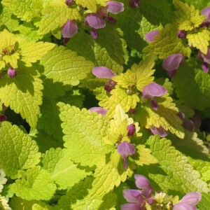 Lamium