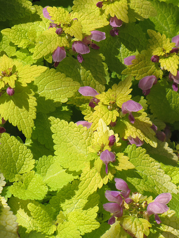 Lamium