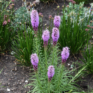 Liatris/ Gayfeather