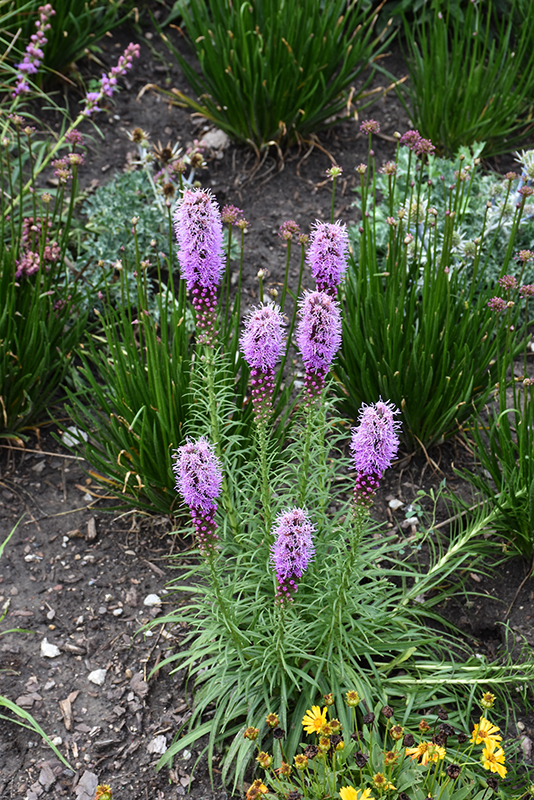 Liatris/ Gayfeather