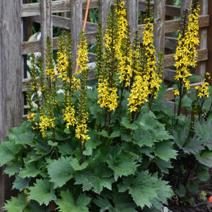 Ligularia