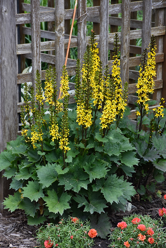 Ligularia