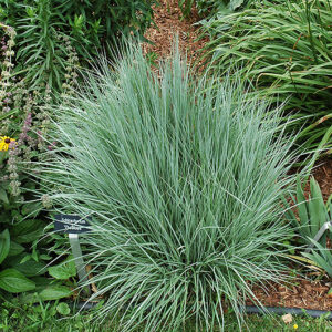 Little Bluestem Grass
