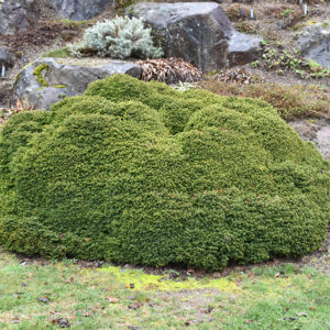 Little Gem Spruce