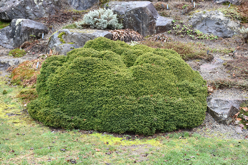 Little Gem Spruce