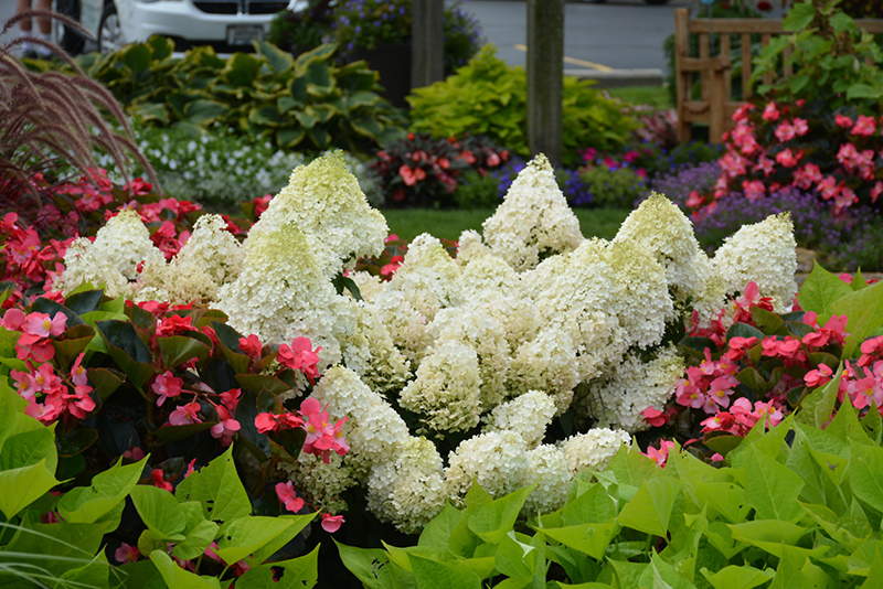 Little Lime Punch – Panicle Hydrangea