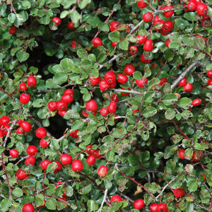 Lowbush Cranberry
