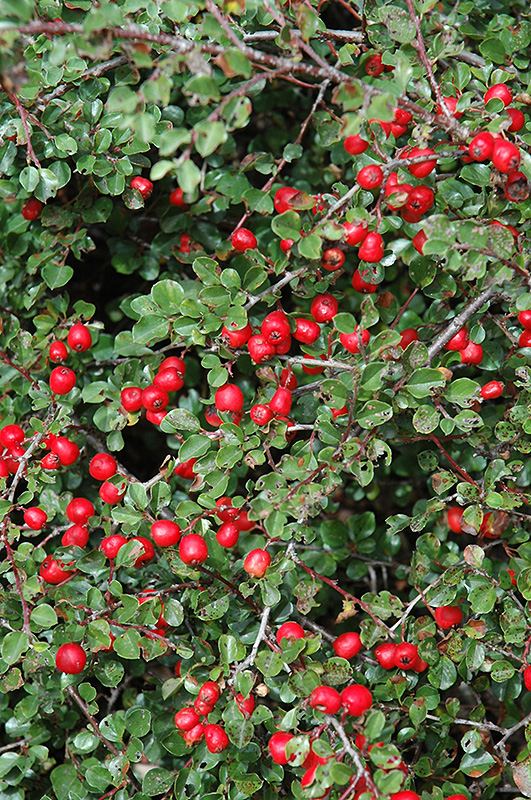 Lowbush Cranberry