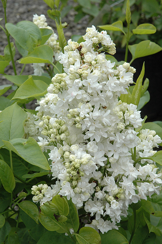 Madame Lemoine Fr Lilac