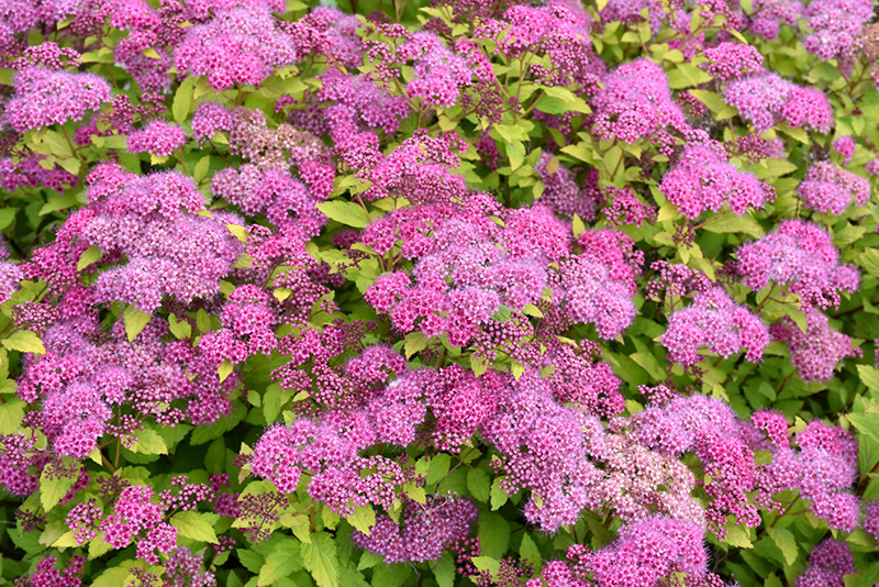 Magic Carpet Spirea