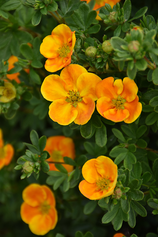 Mandarin Potentilla