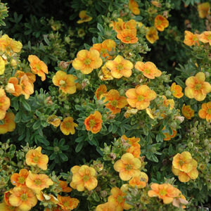 Mango Tango Potentilla