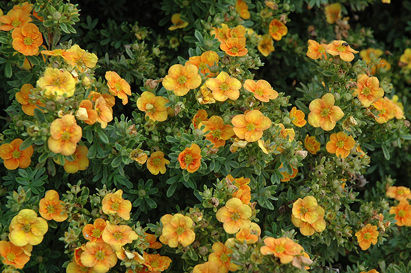 Mango Tango Potentilla