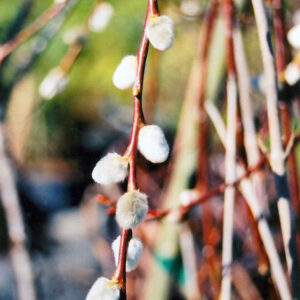 Marquette French Pussy Willow
