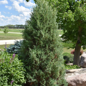 Medora Juniper