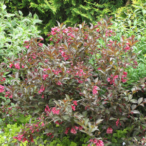 Midnight Wine Weigela