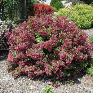 Minuet Weigela