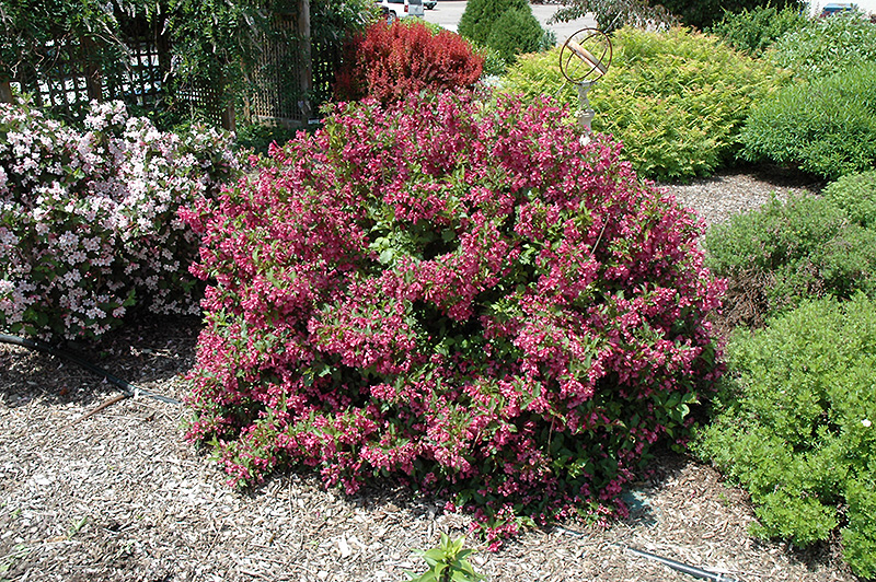 Minuet Weigela