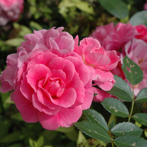 Morden Belle Rose