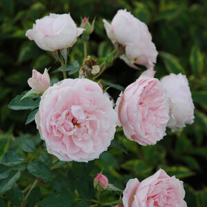 Morden Blush Rose