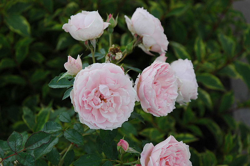 Morden Blush Rose