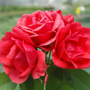 Morden Fireglow Rose