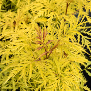 Morden Golden Glow Elder