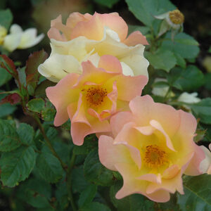 Morden Sunrise Rose