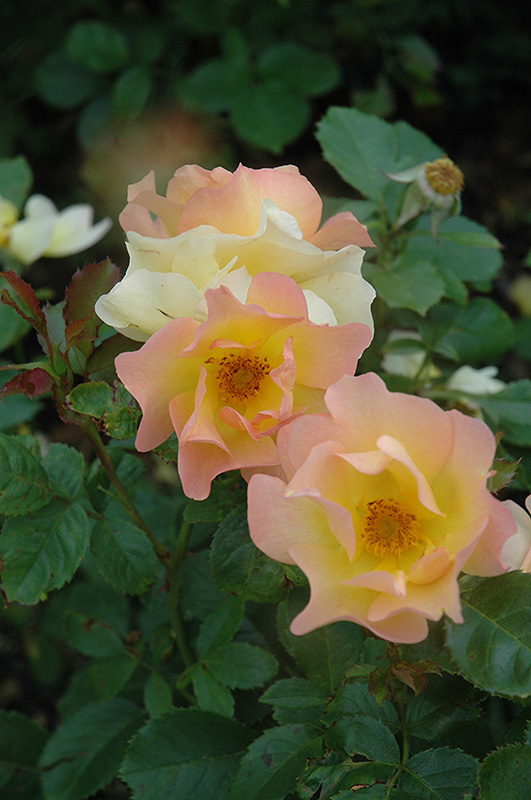 Morden Sunrise Rose