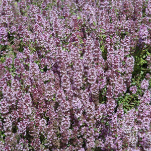 Mother-Of-Thyme