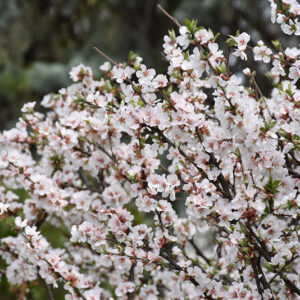 Nanking Cherry