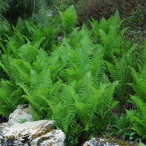 Native Fern