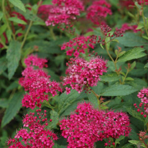Neon Flash Spirea