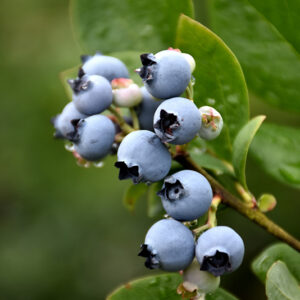 Northblue Blueberry
