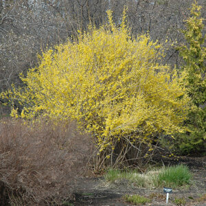 Northern Gold Forsythia