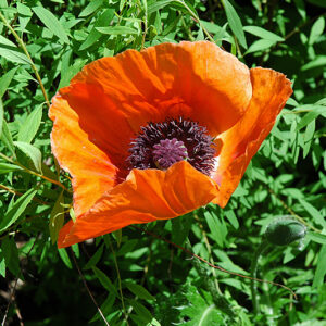 Oriental Poppy