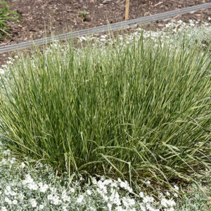 Overdam Variegated Reed Grass