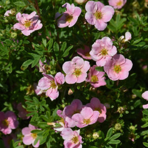 Pink Beauty Potentilla