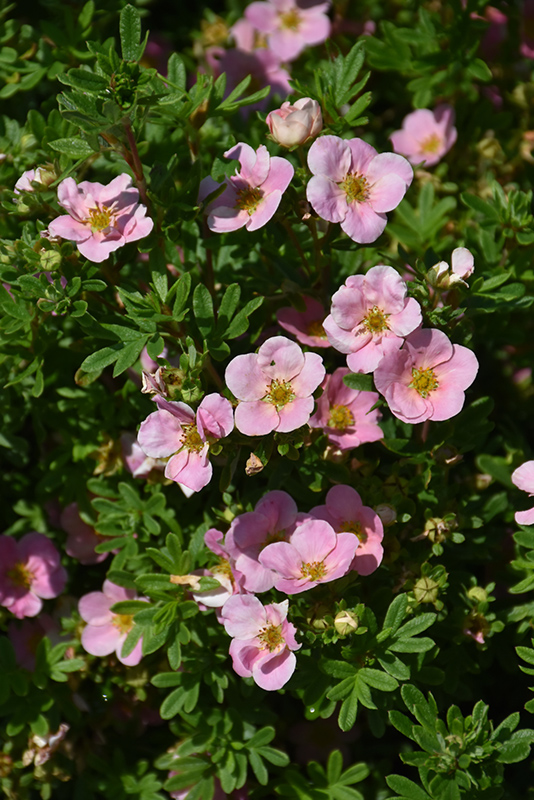 Pink Beauty Potentilla