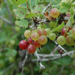 Pixwell Gooseberry