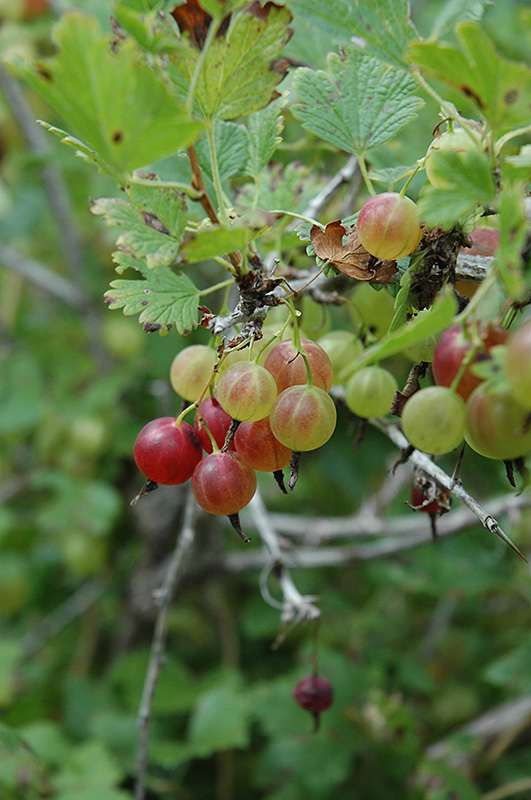Pixwell Gooseberry