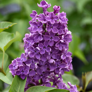 Pocahontas Lilac