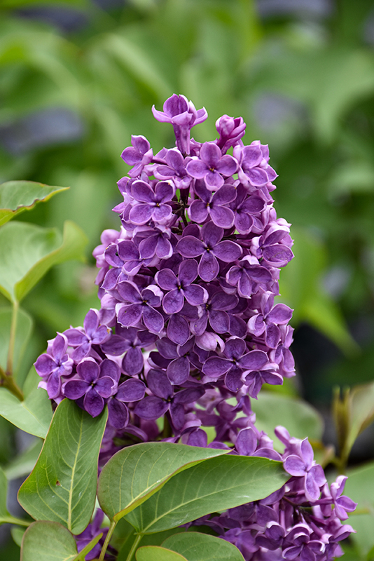 Pocahontas Lilac